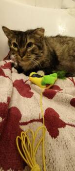 Rescue Domestic Long Hair Cats for Adoption in Wheaton, Illinois - Lowestine | PetCurious