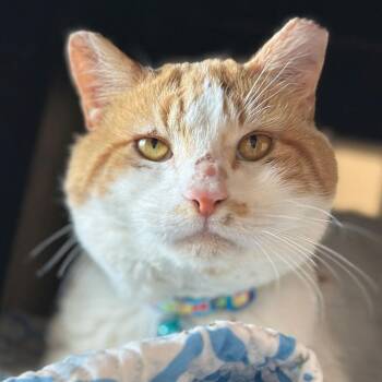 Domestic Short Hair Cats Available for Adoption - Tiberio | PetCurious