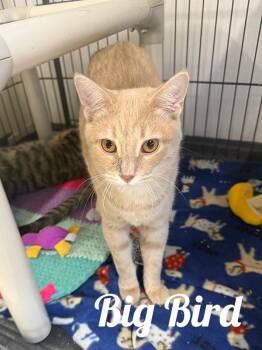 Rescue Domestic Short Hair Cats for Adoption in Manistee, Michigan - Big Bird | PetCurious