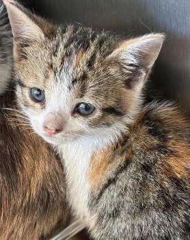 Domestic Short Hair Cats Available for Adoption in Hartsville, South Carolina - Echo | PetCurious