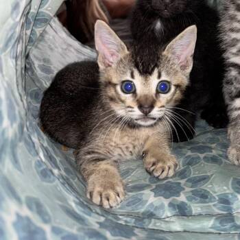 Rescue Domestic Short Hair Cats for Adoption in Mililani, Hawaii - Basil | PetCurious