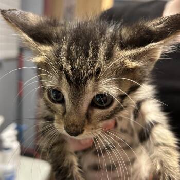 WALL-E -  Domestic Short Hair Cat for Adoption in Saint Joseph, Missouri - WALL-E | PetCurious