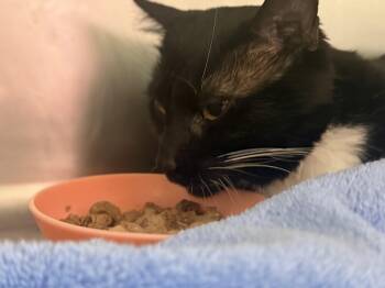 Rescue Domestic Short Hair Cats for Adoption in Sunrise, Florida - Elden | PetCurious