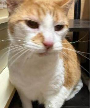 Domestic Short Hair Cats Available for Adoption in Georgina, Ontario - Charlie 4 | PetCurious