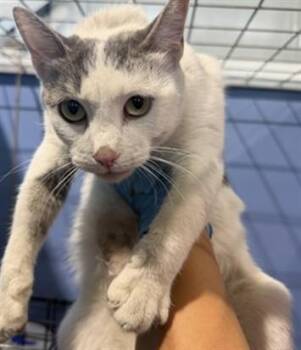 SERENDIPITY -  Domestic Short Hair Cat for Adoption in San Bernardino, California - SERENDIPITY | PetCurious