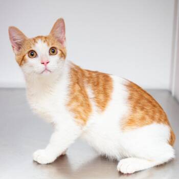 Mike -  Domestic Short Hair Cat for Adoption in Hattiesburg, Mississippi - Mike | PetCurious