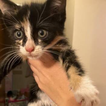 Rescue Domestic Short Hair Cats for Adoption in Troy, Illinois - Stella | PetCurious