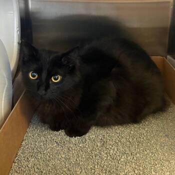 Puddin - 051501U -  Domestic Short Hair Cat for Adoption in Tupelo, Mississippi - Puddin - 051501U | PetCurious