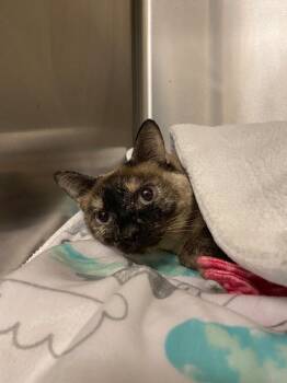 Ellie ICC-037-25 -  Siamese Cat for Adoption in Coupeville, Washington - Ellie ICC-037-25 | PetCurious