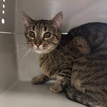 Domestic Short Hair Cats Available for Adoption - Microwave | PetCurious