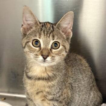 Toadette -  Domestic Short Hair Cat for Adoption in Fort Lauderdale, Florida - Toadette | PetCurious