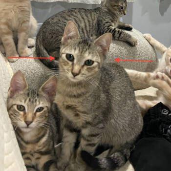 Rescue Domestic Short Hair Cats for Adoption in Oceanside, New York - Ash | PetCurious