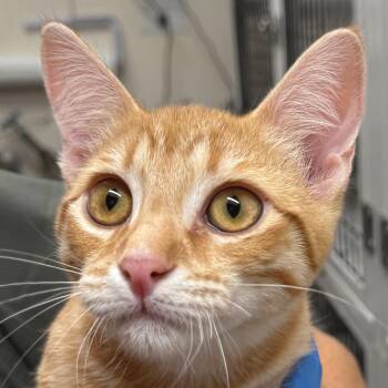 Chinotto -  Domestic Short Hair Cat for Adoption in Santa Fe, New Mexico - Chinotto | PetCurious