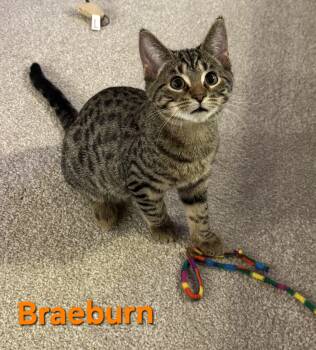 Rescue Tabby Cats for Adoption in Brighton, Michigan - Braeburn (brothers Are Macintosh And Cortland) | PetCurious