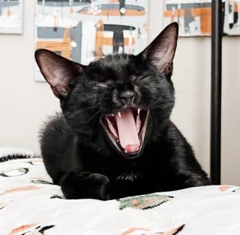 Rescue Bombay and Domestic Short Hair Cats for Adoption in Philadelphia, Pennsylvania - Sasha | PetCurious