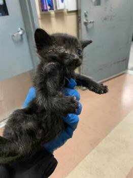 BLACKBERRY -  Domestic Short Hair Cat for Adoption in San Jose, California - BLACKBERRY | PetCurious