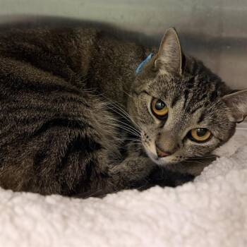 Domestic Short Hair Cats Available for Adoption in Barnstable, Massachusetts - SHAY | PetCurious
