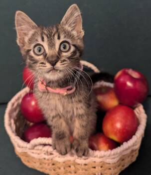 Apple Pie - And just as sweet -  Tabby Cat for Adoption in Fountain Valley, California - Apple Pie - And Just As Sweet | PetCurious