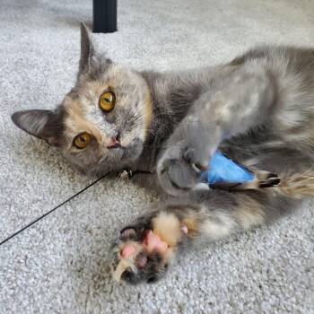 Domestic Short Hair Cats Available for Adoption in Merrifield, Virginia - Stella Tarkitty | PetCurious