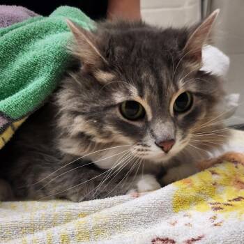 Elsa -  Domestic Medium Hair Cat for Adoption in Murray, Utah - Elsa | PetCurious