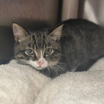R163917 Empire -  Domestic Short Hair Cat for Adoption in Port Washington, New York - R163917 Empire | PetCurious
