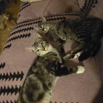 Buffy, Sylvia and Pride -  Domestic Short Hair Cat for Adoption - Buffy, Sylvia And Pride | PetCurious