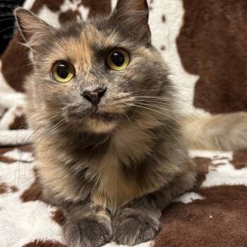 Giulia -  Domestic Long Hair Cat for Adoption in Laredo, Texas - Giulia | PetCurious