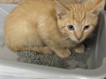 Cyclops (Brown Collar) -  Domestic Short Hair Cat for Adoption in Lafayette, Indiana - Cyclops (Brown Collar) | PetCurious