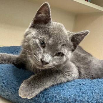 Alder -  Domestic Short Hair Cat for Adoption in Durango, Colorado - Alder | PetCurious