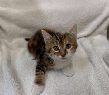 Domestic Short Hair Cats Available for Adoption in Moreno Valley, California - JAM | PetCurious