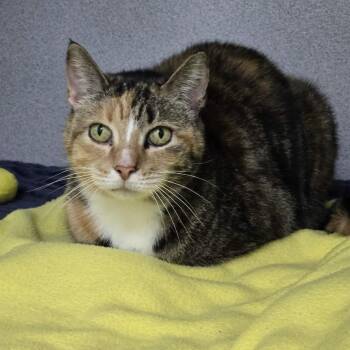 Domestic Short Hair Cats Available for Adoption - Maddie | PetCurious
