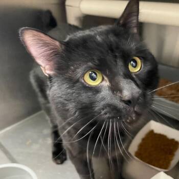 Domestic Short Hair Cats Available for Adoption - Point Dexter | PetCurious