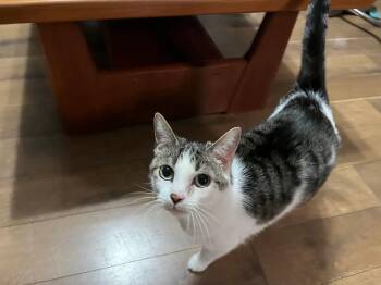 Rescue Domestic Short Hair Cats for Adoption in Nashville, Tennessee - Libby | PetCurious