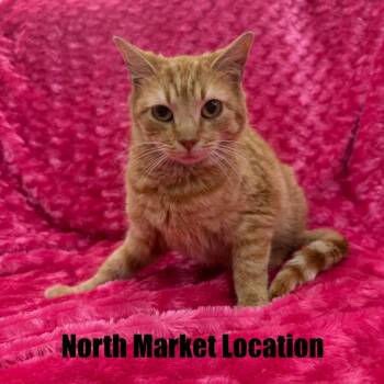 Domestic Short Hair Cats Available for Adoption in Raleigh, North Carolina - Helga | PetCurious
