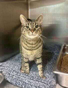 Mildred -  Domestic Short Hair Cat for Adoption in Rock Springs, Wyoming - Mildred | PetCurious