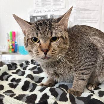 Chicory -  Domestic Short Hair Cat for Adoption in Lakeland, Florida - Chicory | PetCurious