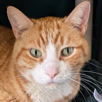 Simon -  Domestic Short Hair Cat for Adoption in Jefferson, Wisconsin - Simon | PetCurious