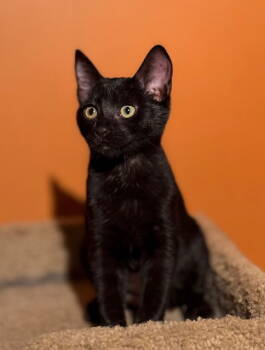 Rescue Domestic Short Hair Cats for Adoption in Lenexa, Kansas - Raven | PetCurious