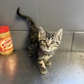 Domestic Short Hair Cats Available for Adoption in Tuscaloosa, Alabama - TUSC-Stray-84592 | PetCurious