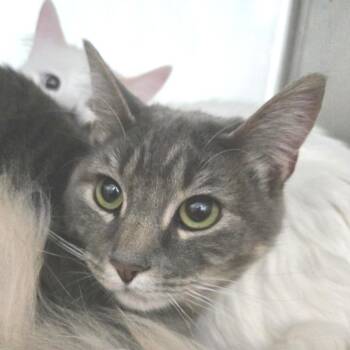 Swifty -  Domestic Short Hair Cat for Adoption in Idaho Falls, Idaho - Swifty | PetCurious