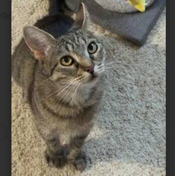 Elsa Groth -  Domestic Short Hair Cat for Adoption in Morrison, Colorado - Elsa Groth | PetCurious