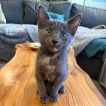 Magnolia -  Domestic Short Hair Cat for Adoption in Fairway, Kansas - Magnolia | PetCurious