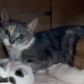 Rescue Domestic Short Hair Cats for Adoption in New York, New York - Regal | PetCurious