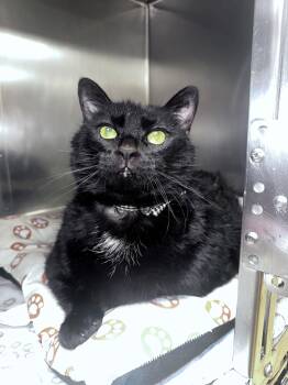 Tonka -  Domestic Short Hair Cat for Adoption in Clayton, New Jersey - Tonka | PetCurious