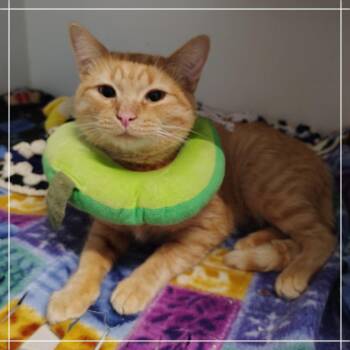 Wildfire -  Domestic Short Hair Cat for Adoption in Dearborn, Michigan - Wildfire | PetCurious