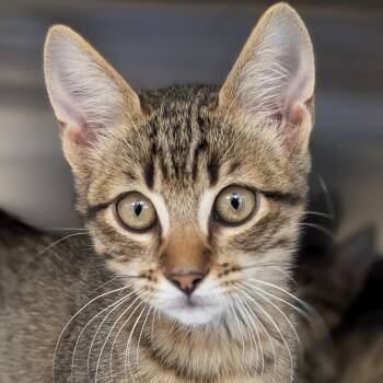 Raff - Reduced Fee -  Domestic Short Hair Cat for Adoption in Jefferson, Wisconsin - Raff - Reduced Fee | PetCurious