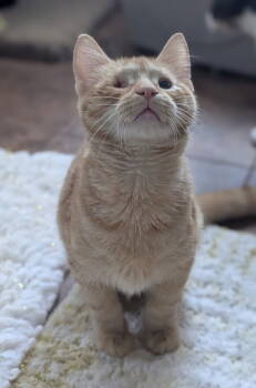 Rescue Domestic Medium Hair Cats for Adoption in Champaign, Illinois - Frazier | PetCurious