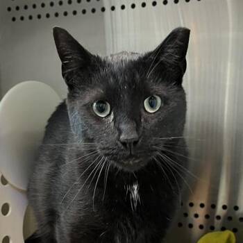 Remy -  Domestic Short Hair Cat for Adoption in Baltimore, Maryland - Remy | PetCurious