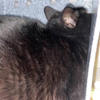 Domestic Short Hair Cats Available for Adoption in Dickinson, Texas - Cha Cha | PetCurious