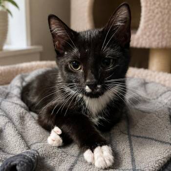 Dune -  Domestic Short Hair Cat for Adoption in Long Beach, California - Dune | PetCurious
